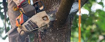 Trusted Nanuet, NY Tree Removal Experts