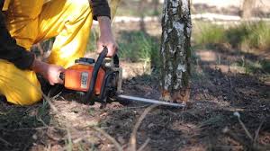 Best Tree Health Inspection  in Nanuet, NY