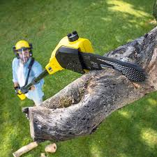 Best Fruit Tree Pruning  in Nanuet, NY