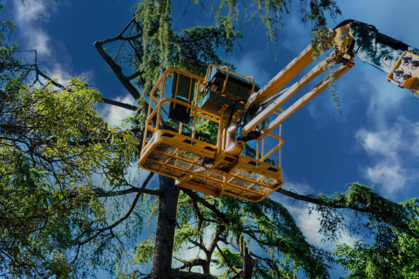 How Our Tree Care Process Works  in  Nanuet, NY