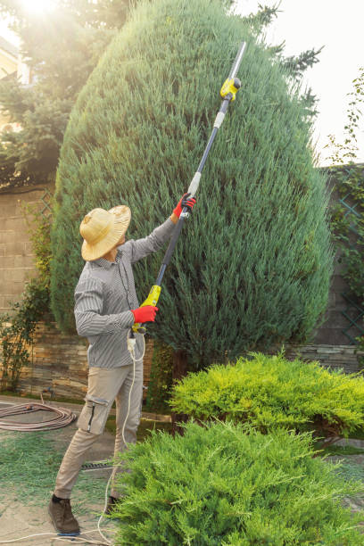 Best Tree Disease Treatment  in Nanuet, NY