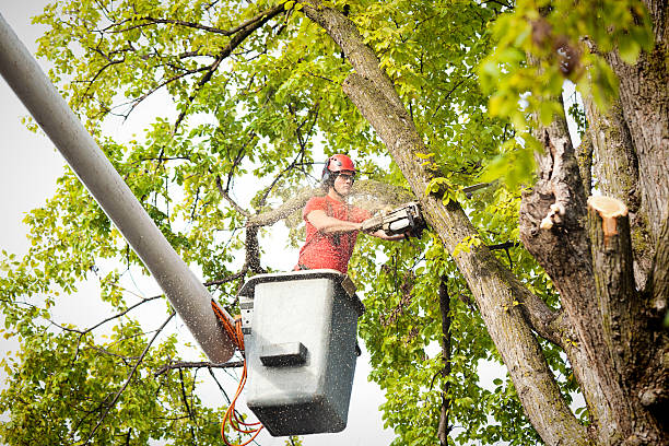 How Our Tree Care Process Works  in  Nanuet, NY